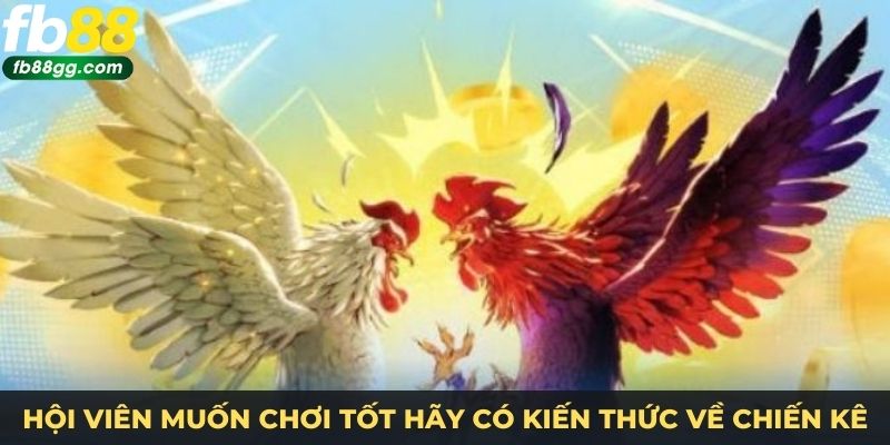 Hội viên muốn chơi tốt hãy có kiến thức về chiến kê