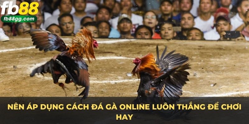 Nên áp dụng cách đá gà online luôn thắng để chơi hay