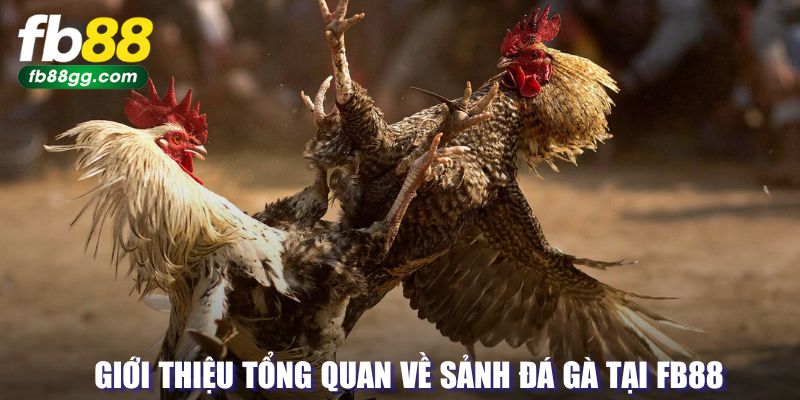 Tổng quan về hình thức đấu gà tại FB88