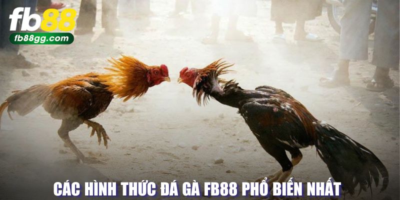 Hình thức đấu gà FB88 phổ biến