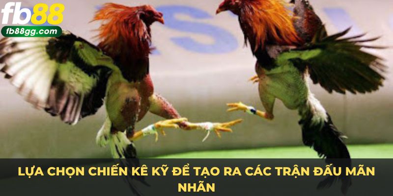 Lựa chọn chiến kê kỹ để tạo ra các trận đấu mãn nhãn