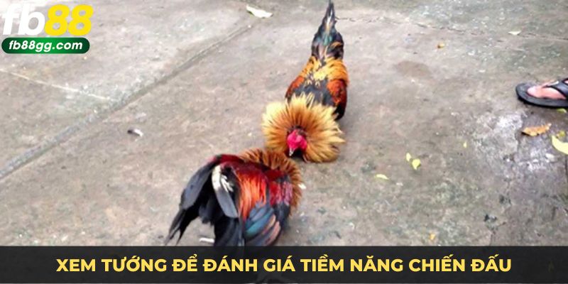 Xem tướng để đánh giá tiềm năng chiến đấu