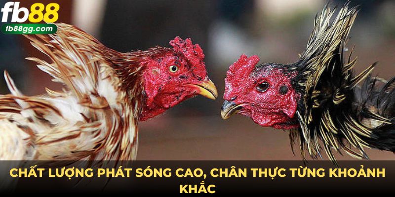 Chất lượng phát sóng chân thực đem đến trải nghiệm tuyệt vời