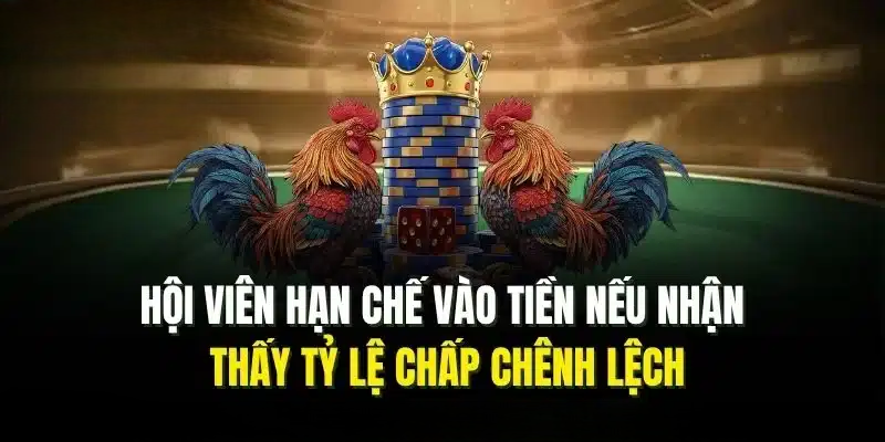 Đá Gà FB88 | Chinh Phục Sảnh Chọi Kê Trực Tiếp Chất Lượng